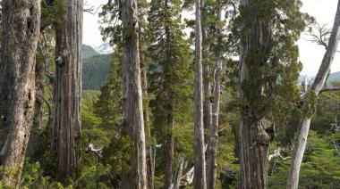 Tribunal obliga a Río Negro a actualizar mapa de bosques tras 10 años de incumplimiento: organizaciones ambientales logran histórico fallo