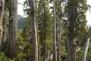 Tribunal obliga a Río Negro a actualizar mapa de bosques tras 10 años de incumplimiento: organizaciones ambientales logran histórico fallo