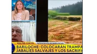 Video: "No me da gracia hablar de sacrificios": El cruce entre periodista y el intendente de Bariloche por control de jabalíes
