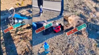 Video: motociclista chocó y mató a un jabalí en plena ruta
