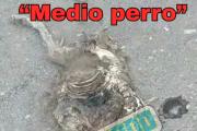 (VIDEO) El vertedero de Bariloche: promesas rotas y realidad tóxica