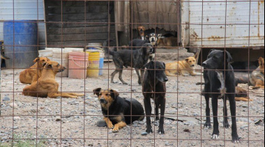 La muerte de un perro de 15 años atacado por otros canes activa el debate por la perrera municipal