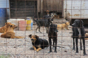 La muerte de un perro de 15 años atacado por otros canes activa el debate por la perrera municipal