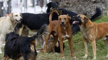 Casi 40 mil razones de preocupación: la sobrepoblación de pichichos en Bariloche