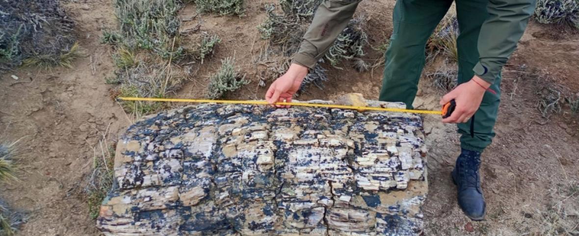 Hallan un bosque petrificado de 50 millones de años en una estancia de Pilcaniyeu