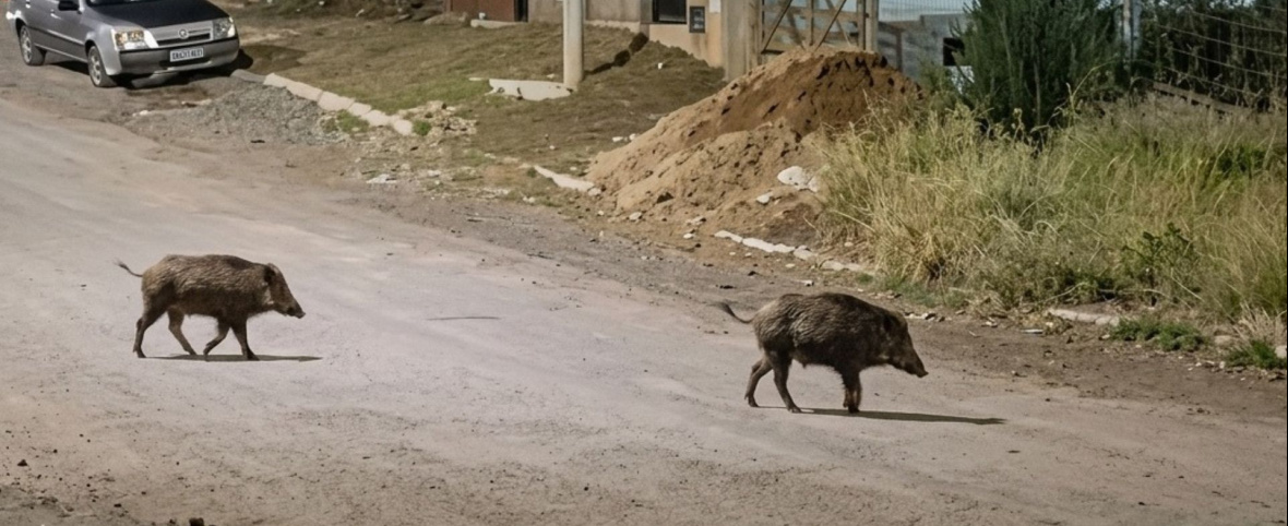Llegó para quedarse: científicos y guardaparques se reúnen por el avance del jabalí en Bariloche