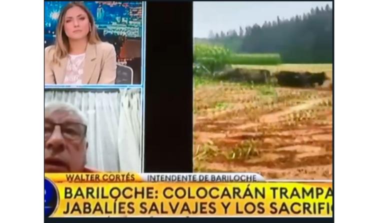 Video: "No me da gracia hablar de sacrificios": El cruce entre periodista y el intendente de Bariloche por control de jabalíes