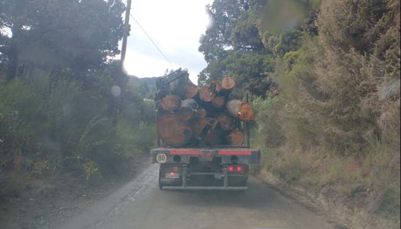 Vecinos denuncian tala de Coihues en proyecto CAUMA