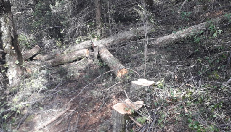 Tala ilegal de cipreses en el cerro San Martín: un problema que crece ...