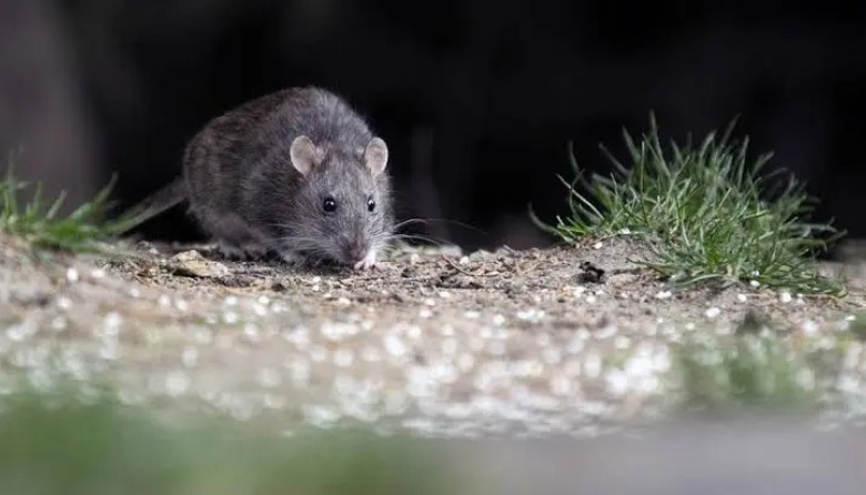 Salud recuerda recomendaciones para prevenir el Hantavirus