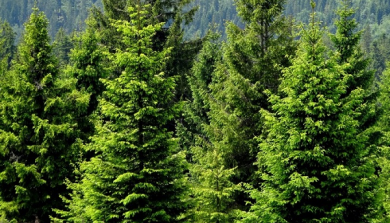 La Red PINOS alerta sobre el avance de especies exóticas que producen incendios catastróficos y pérdida de biodiversidad