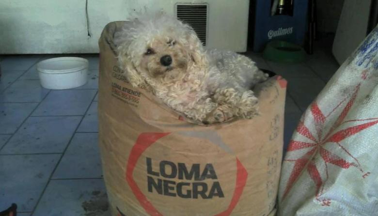 ¡Hoy Bariloche vota por el referéndum! ah, no, pará...