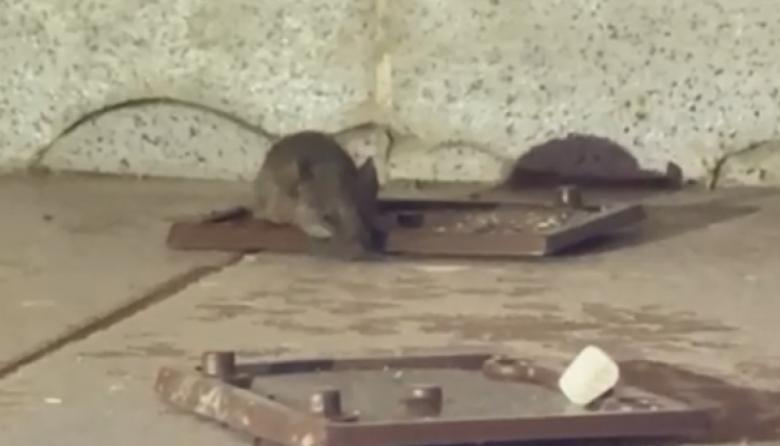 "Acostúmbrense a vivir con ratas": el escándalo que desató la furia de padres contra el delegado del Ministerio de Educación