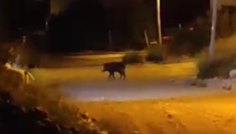 (Video) Un jabalí sorprendió a vecinos de Quimey Ruca 2: "Dale, Raúl", le gritaban para espantarlo