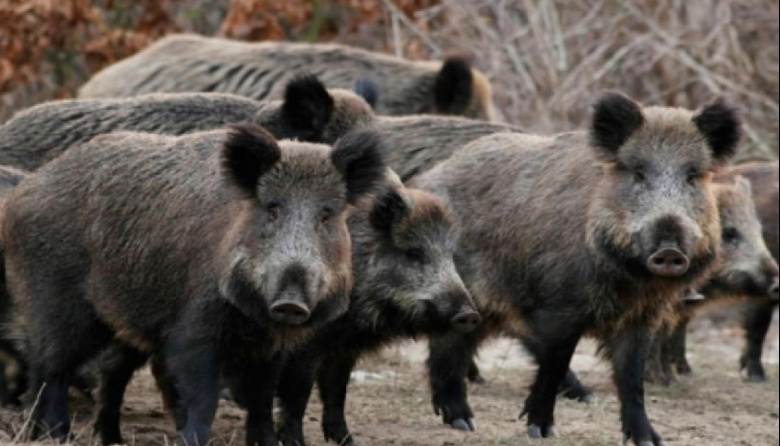 🐗 El Jabalí: del jardín a la olla