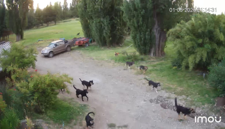 Un vecino de Cerro Carbón convive con una jauría de ocho perros que ya mató a sus animales domésticos y ahora ataca a personas