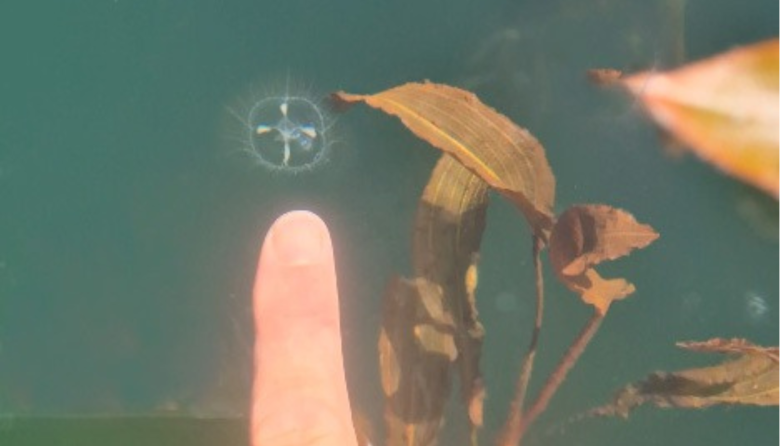 El registro de una medusa asiática dentro del Parque Nacional Nahuel Huapi encendió las alarmas por el riesgo de expansión