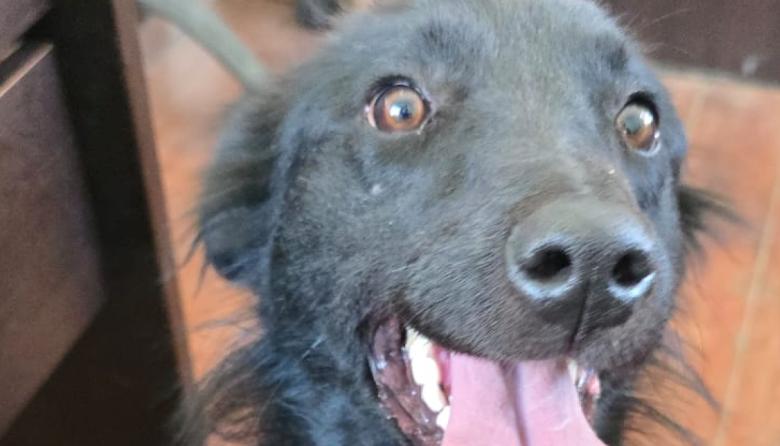 ​​​​​​​Rescataron a una cachorra que estaba atada a un árbol con cables y alambre en Bariloche