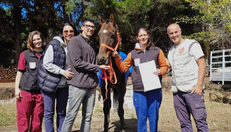 Coco, el caballo que encontró una familia: la primera adopción responsable de equinos de la ciudad
