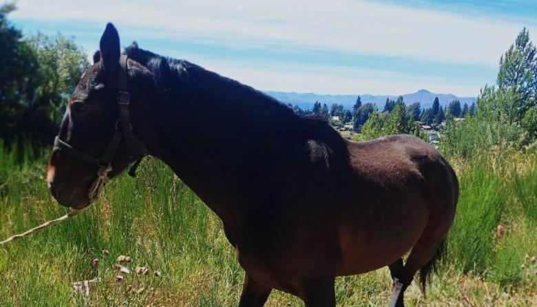 "Todos los días recibimos denuncias": el área municipal que ya no puede parar de capturar caballos sueltos en Bariloche