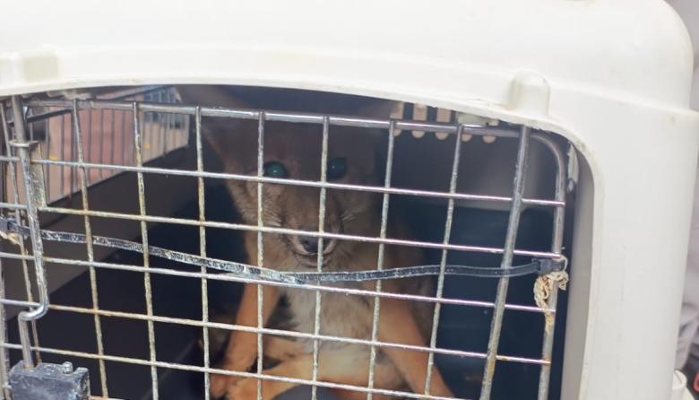 Un zorrito herido en Bariloche dejó al descubierto la falta de un protocolo para fauna silvestre