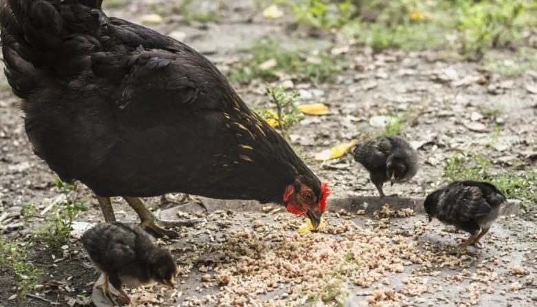 Salud brinda recomendaciones para prevenir la influenza aviar