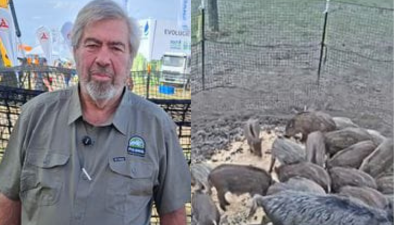 Las trampas que capturan hasta 85 jabalíes de una vez y que Bariloche necesita conocer