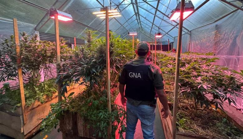 28 kilos y 275 semillas: desbaratan banda narco en Bariloche