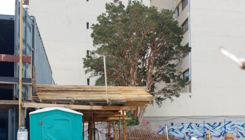 El municipio y la provincia se pronunciaron sobre el arrayán del ex Correo: el árbol está bien, pero sugieren no trasladarlo