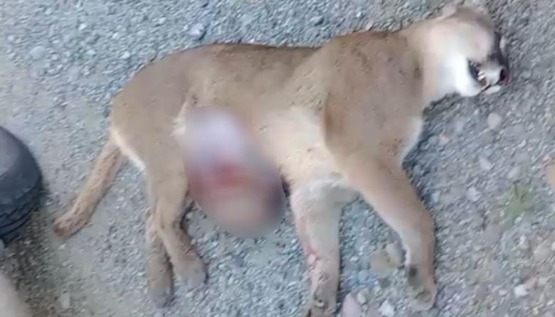 Una puma preñada murió atropellada en la Ruta 40 dentro del Parque Nacional Nahuel Huapi