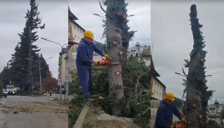 ​​​​​​​Con motosierra en mano: Cortés cortó personalmente los pinos de la Costanera que llevaban años de conflicto judicial