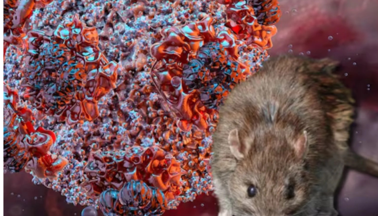 En qué consiste la cepa Andes, el hantavirus que tiene internado a un vecino de Bariloche y en alerta a sus contactos estrechos