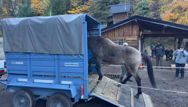 Tres caballos rescatados en las calles de Bariloche serán los nuevos custodios de los senderos de Isla Victoria y Huemul