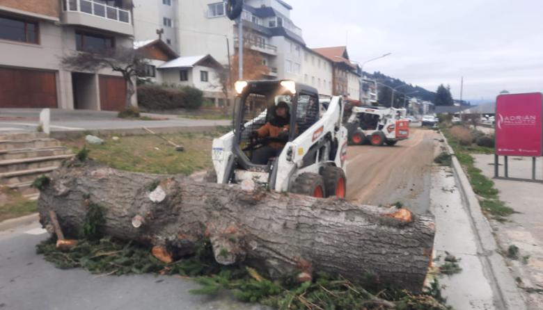 Domingo y lunes sigue la tala de pinos: caerán entre 40 y 50 árboles en el operativo