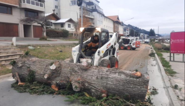 63% apoya la poda de los pinos de la Costanera