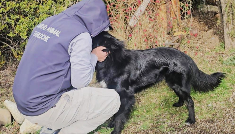 De un pasado de abandono al calor de un hogar: la nueva vida de Chimuelo