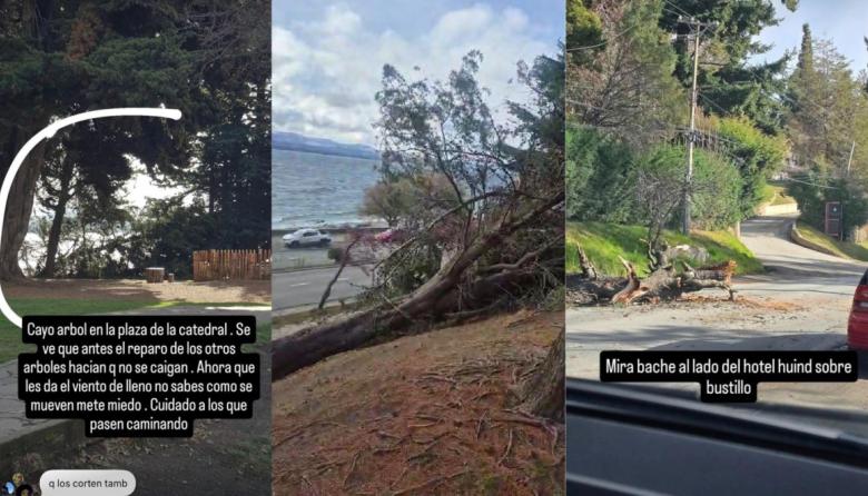 Se cayó un pino en la Costanera por el fuerte temporal de viento