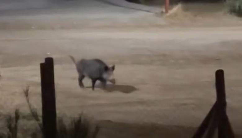 Jabalíes en Las Victorias: crece la preocupación por los avistajes nocturnos en el este de la ciudad