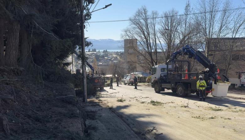 El Municipio sumó la calle Beschtedt al plan de tala de pinos que generó debate