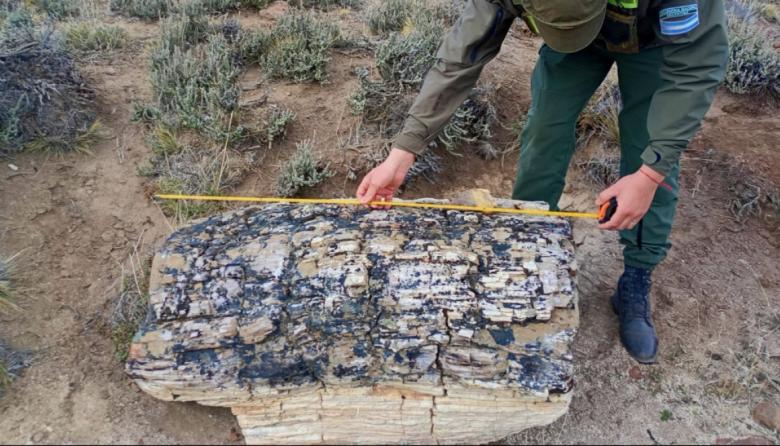 Hallan un bosque petrificado de 50 millones de años en una estancia de Pilcaniyeu