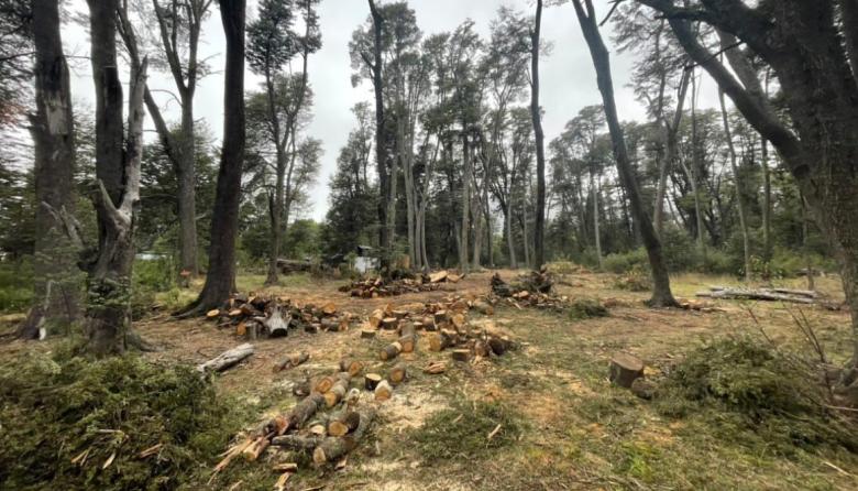 ​​​​​​​Talan coihues centenarios en Cascada de los Duendes para mudar un invernadero que estaba en la usina militar