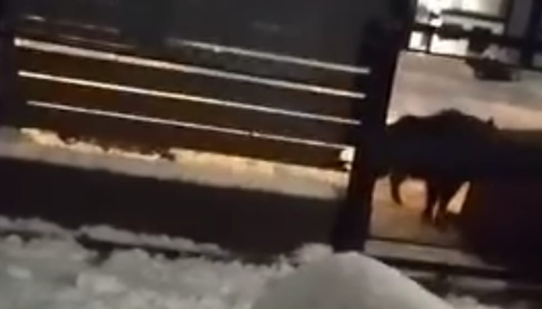 (Video) ¿La nieve hizo olvidar a Bariloche de los jabalíes? Un ejemplar rompió un cesto de basura en Las Victorias