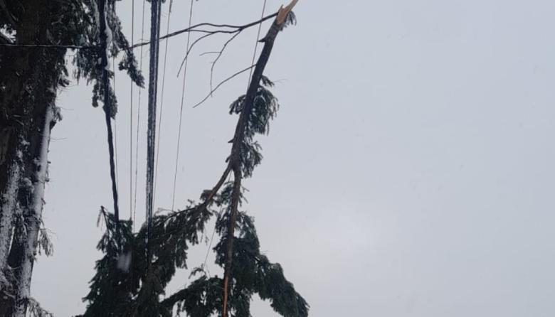 Cayó una rama sobre el tendido eléctrico y hay cortes de luz en barrios del alto