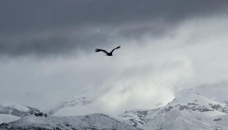 Los tres cóndores que pasaron la noche en la costa de Dina Huapi, retomaron vuelo con éxito