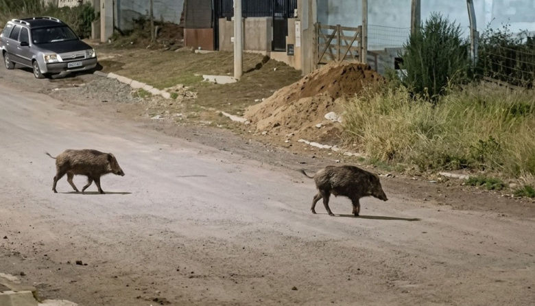 Llegó para quedarse: científicos y guardaparques se reúnen por el avance del jabalí en Bariloche