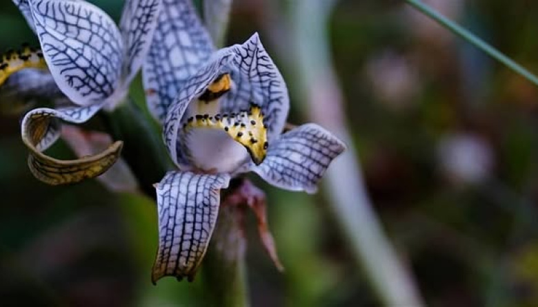 Sumate a cuidar las orquídeas de la Patagonia: charla abierta este miércoles
