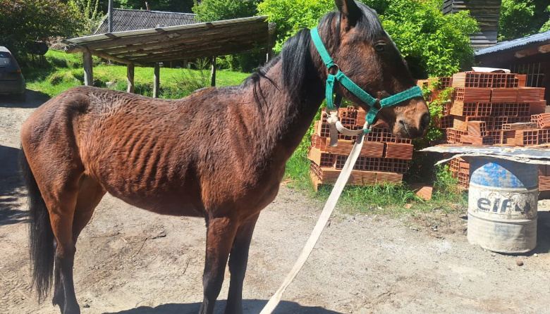 Tensión en el barrio Jamaica por una yegua suelta: Sanidad Animal denunció a los propietarios