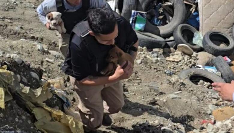 Operativo para rescatar cachorros en el vertedero: "nada va a alcanzar si seguimos abandonando animales”