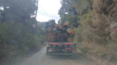 Vecinos denuncian tala de Coihues en proyecto CAUMA