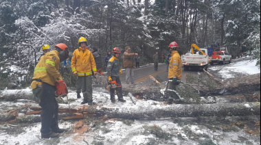 Retiran árboles en riesgo de caída en Circuito Chico tras detectar peligro inminente
